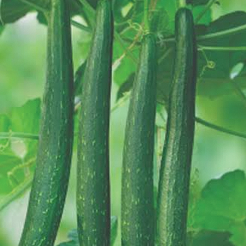 F1 Hybrid Sponge Gourd Green Master deep green seed variety